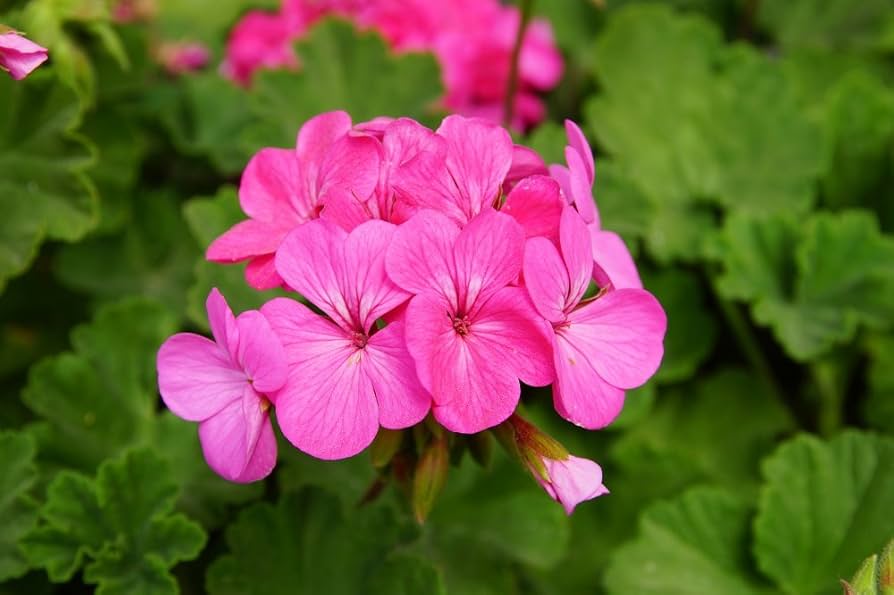 geranium pelargonium flower seeds