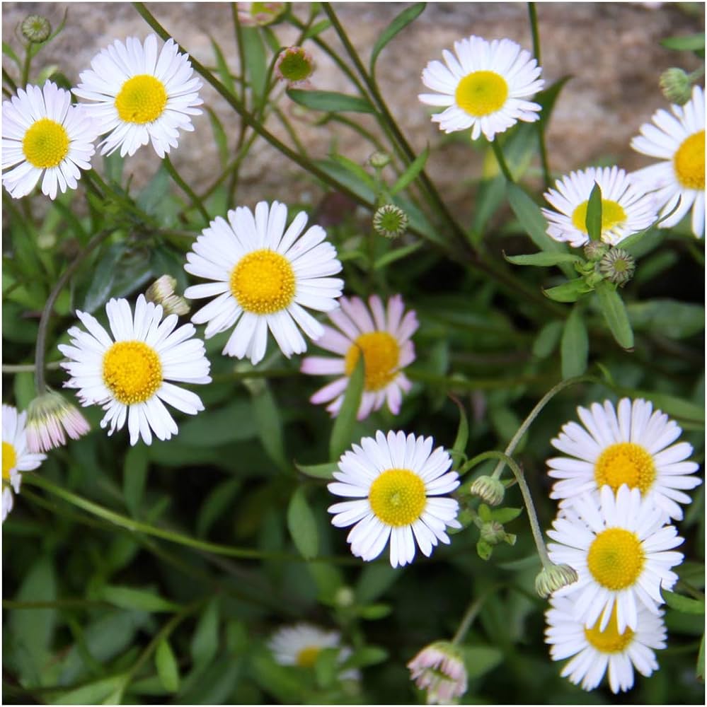 organic mixed flower seeds