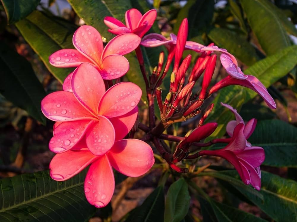 plumeria plumeria flower seeds