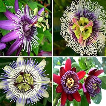 mixed passiflora flower seeds