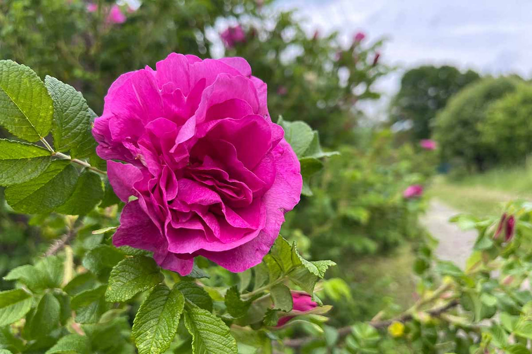 rose rosa flower seeds