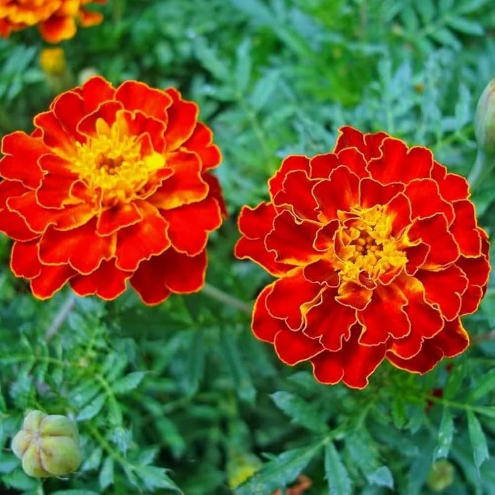 Red Flower Pot Plant Seeds for Planting – 100 pcs