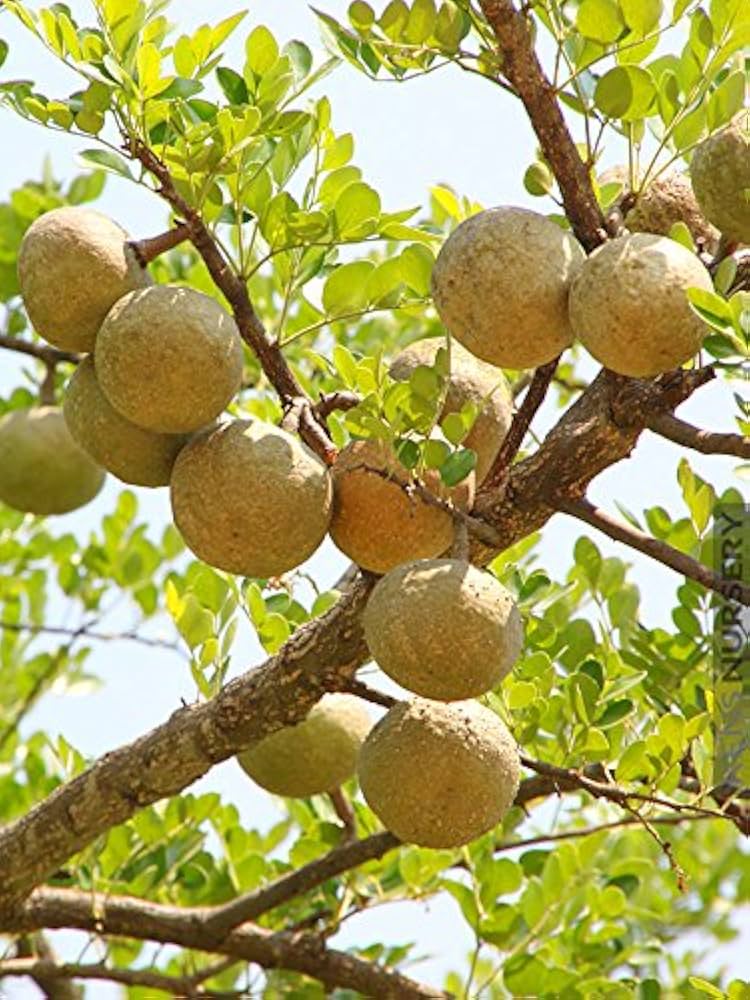 Aegle Marmelos Fruit Seeds - A Unique and Aromatic Fruit for Your Garden  100 pcs