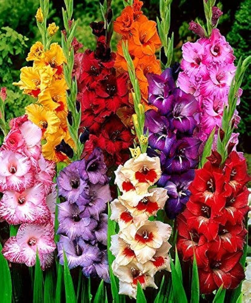 Multi Gladiolus Flower Seeds – 100 pcs Heirloom Non-GMO Seeds for Garden Planting