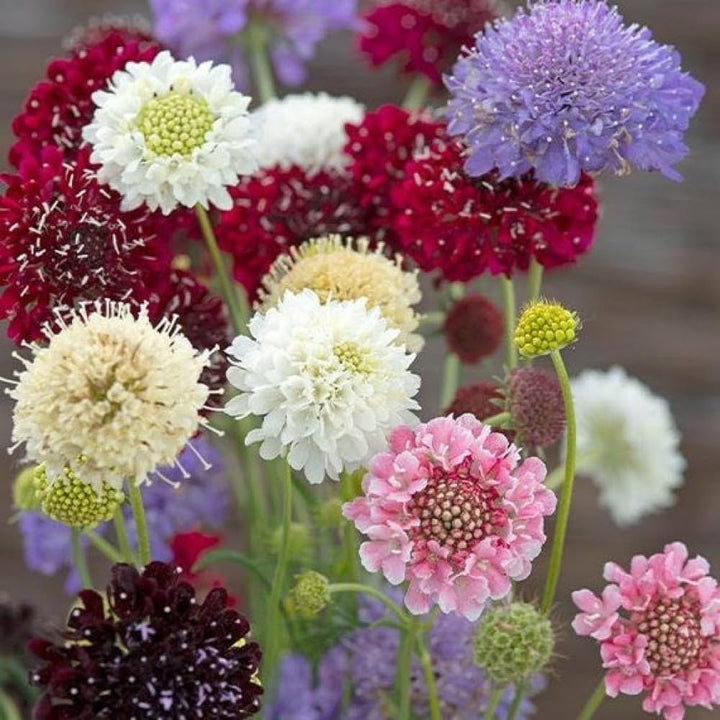 Yellow Scabious Flower Seeds for Planting, 100 pcs