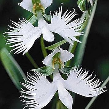 white egret flower seeds