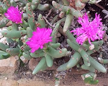 pink organic flower seeds
