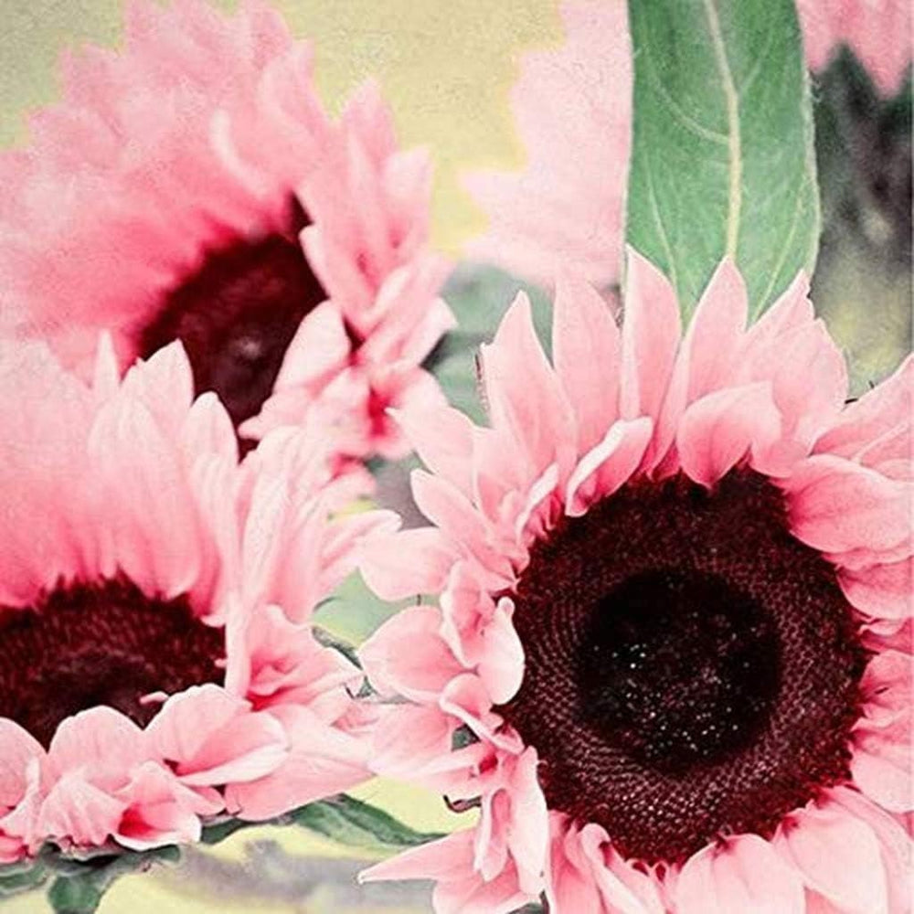 Pink Sunflower Seeds for Planting