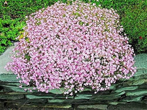 Fresh Gypsophila Flower Seeds for Planting, Light Pink 100 pcs