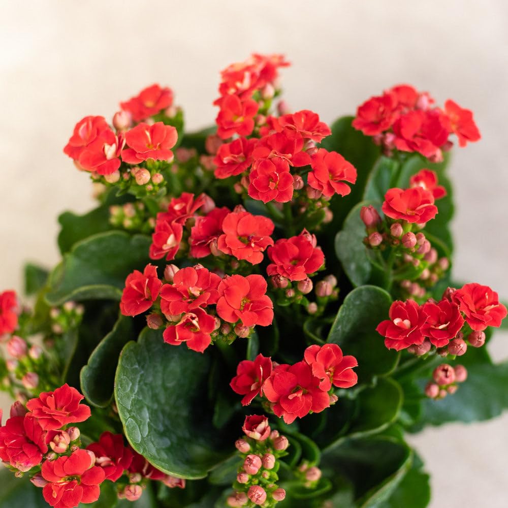 red organic flower seeds