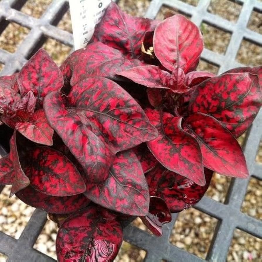red polka flower seeds