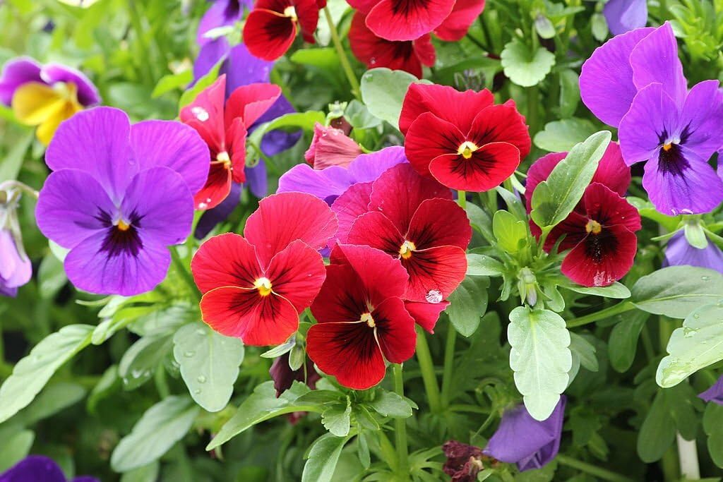 Gul violet stedmoderblomst blomsterfrø til plantning - 100 stk