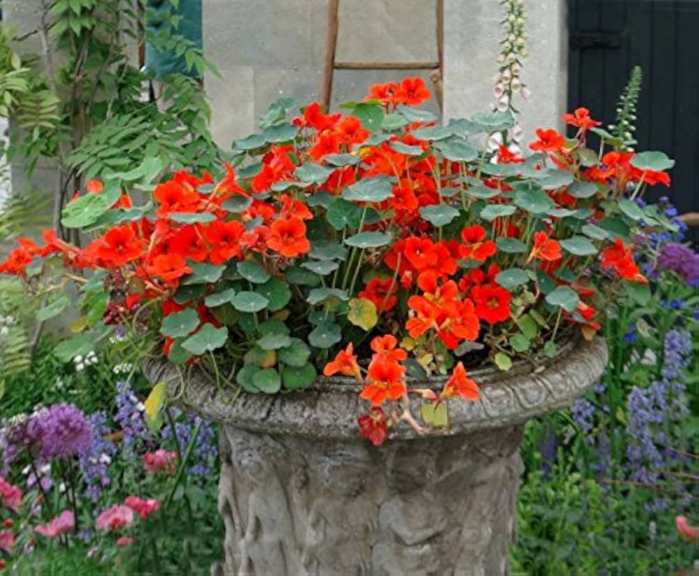 Heirloom Non-GMO Nasturtium Flower Seeds for Planting – Mixed Color Edible Blooms Organic Garden Seeds