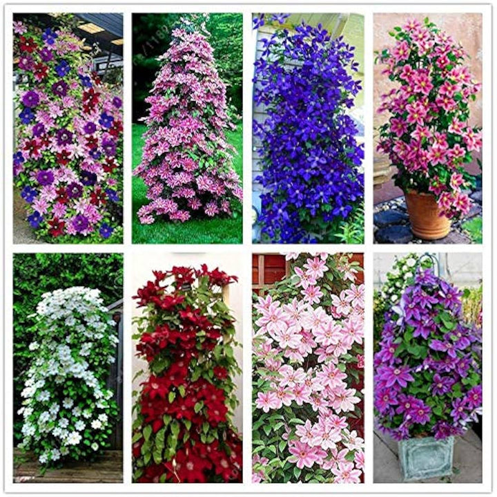 Multi-Colored Clematis Flower Seeds for Planting - 100 pcs