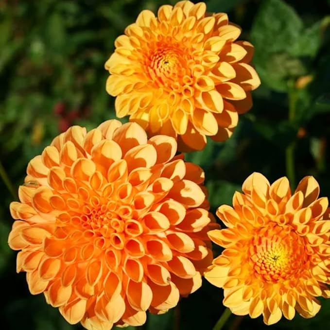 Organic Heirloom Non-GMO Orange Dahlia Seeds for Planting – Bright Garden Blooms