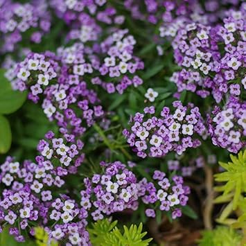 heirloom non flower seeds