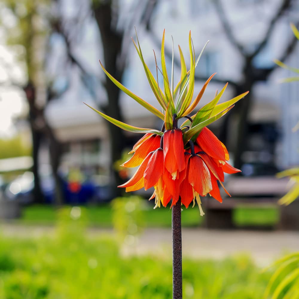 fritillaria imperialis flower seeds