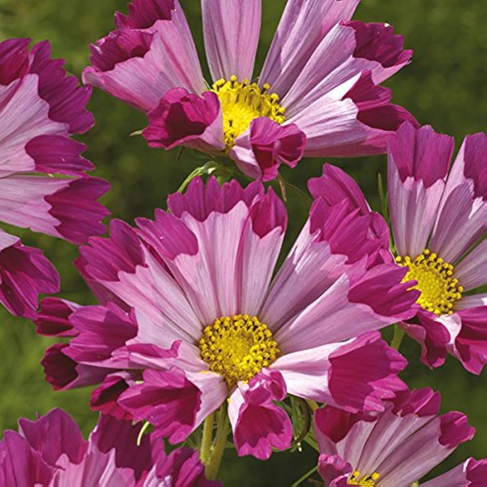cosmos sea flower seeds