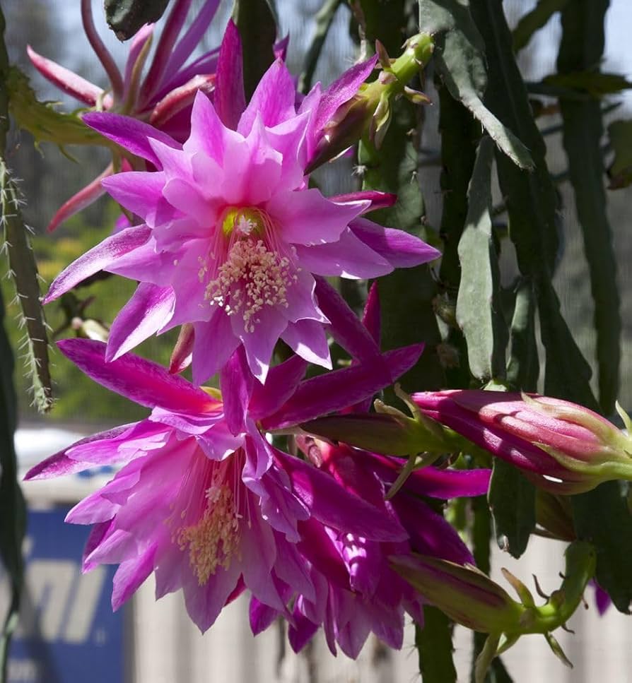 Pink Epiphyllum Oxypetalum Blomsterfrø 100 stk