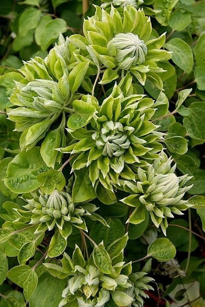 Heirloom Non-GMO Green Clematis Flower Seeds – High Germination Organic Garden Seeds for Climbing Vine Planting