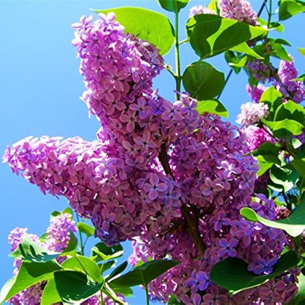 Lilla duftende blomsterfrø til plantning - 100 stk