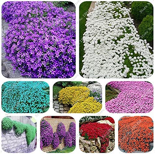 Mix Creeping Thyme Flower Seeds for Planting - 100 pcs