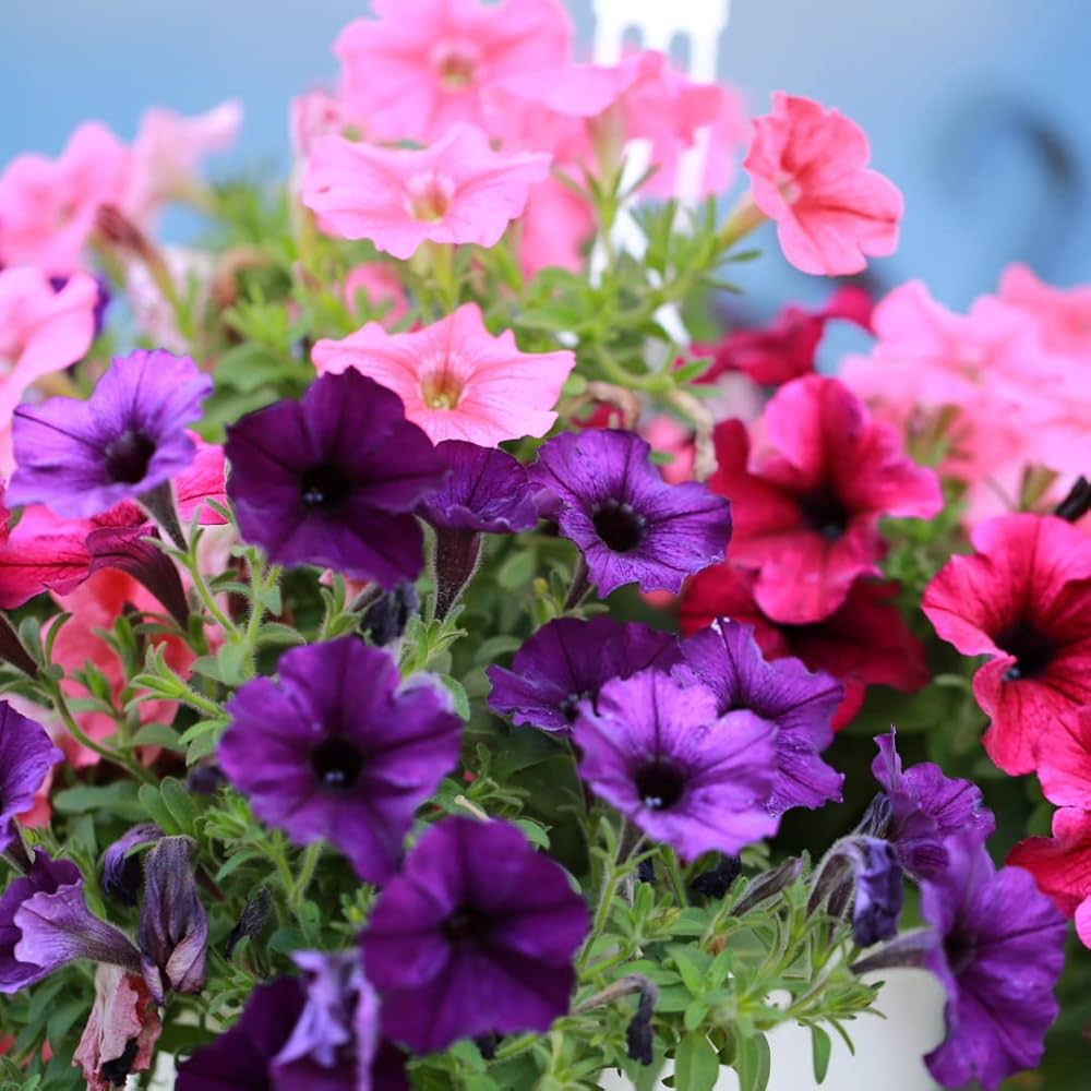 petunia fire flower seeds