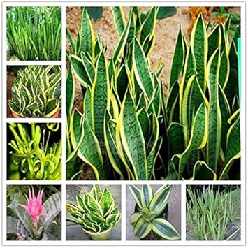 where to buy snake plant seeds Sansevieria Plant Seeds for Garden Planting – Heirloom, Non-GMO, High  Germination