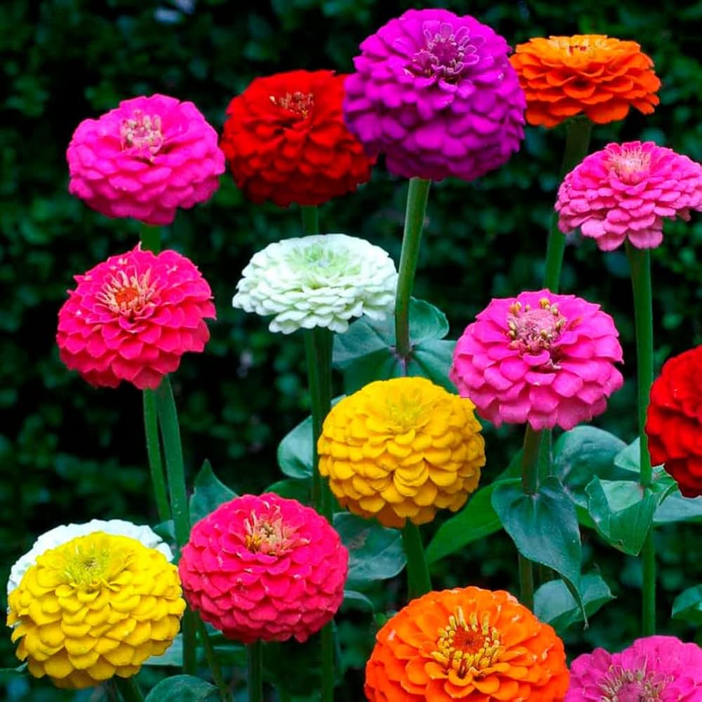 Flerfarvede Zinnia blomsterfrø til plantning 100 stk