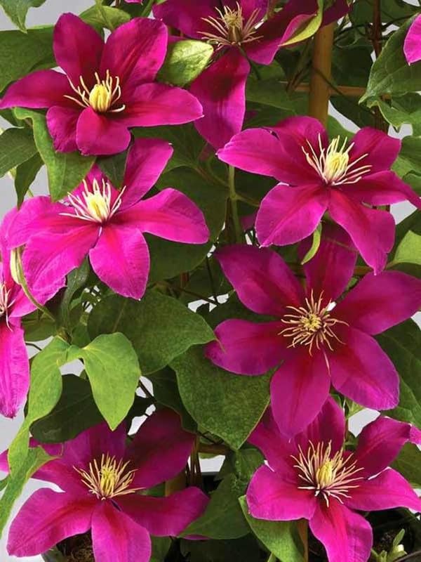 Dark Pink Clematis Flower Seeds for Planting – Heirloom, Non-GMO, High Germination Organic Garden Seeds