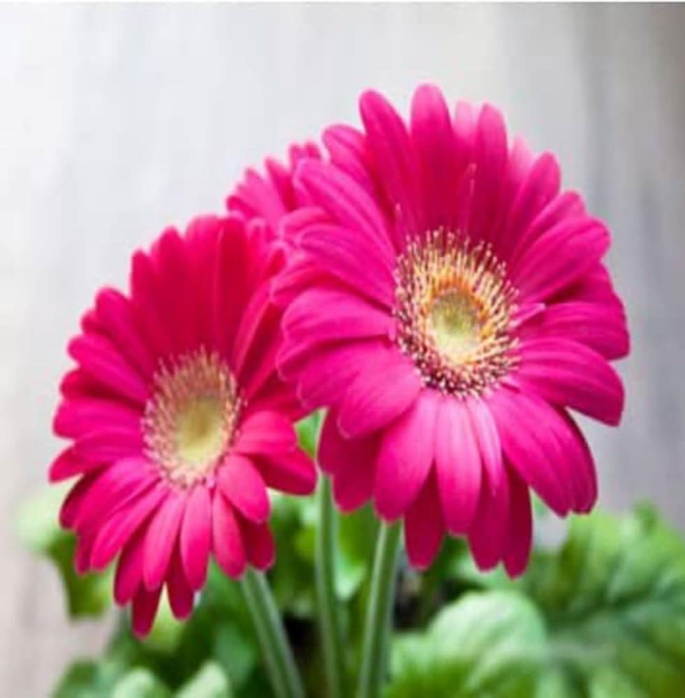 gerbera gerbera flower seeds