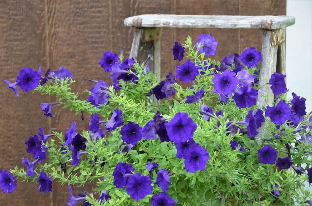 blue petunia flower seeds