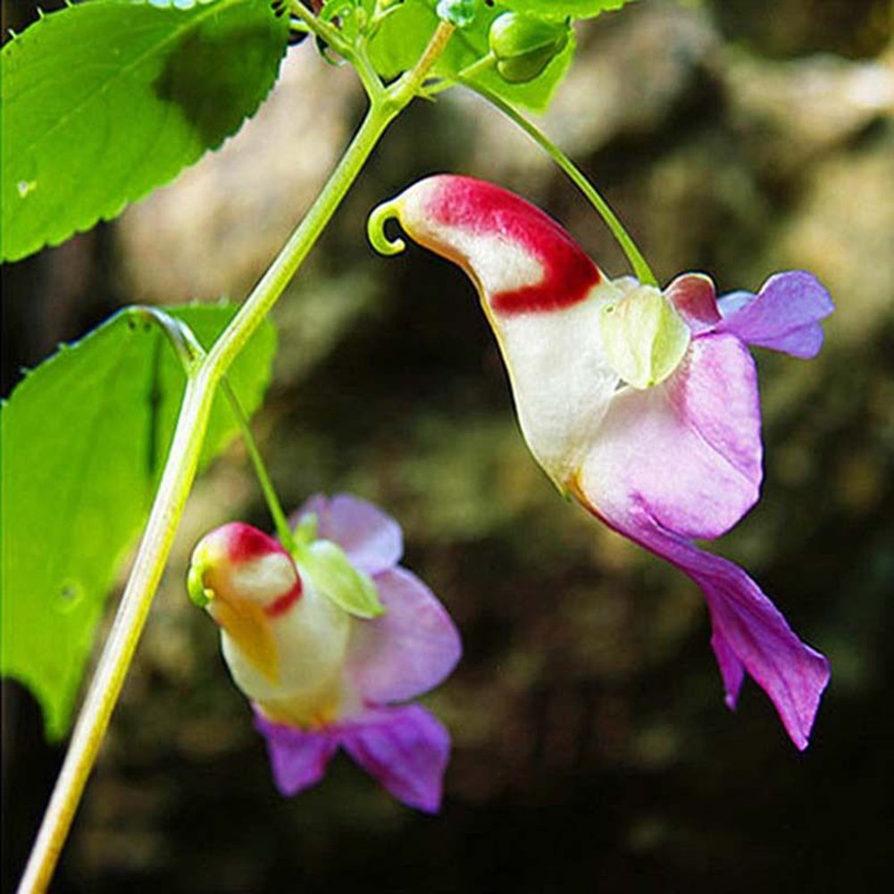 colorful parrot flower seeds