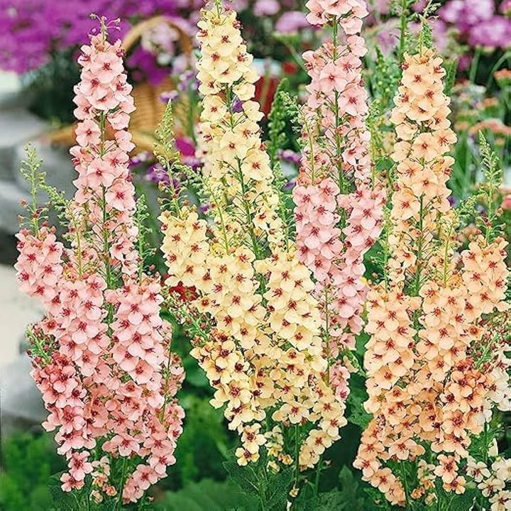 Mixed Mullein Flower Seeds – Heirloom Non-GMO Seeds for Medicinal and Drought-Tolerant Garden Planting