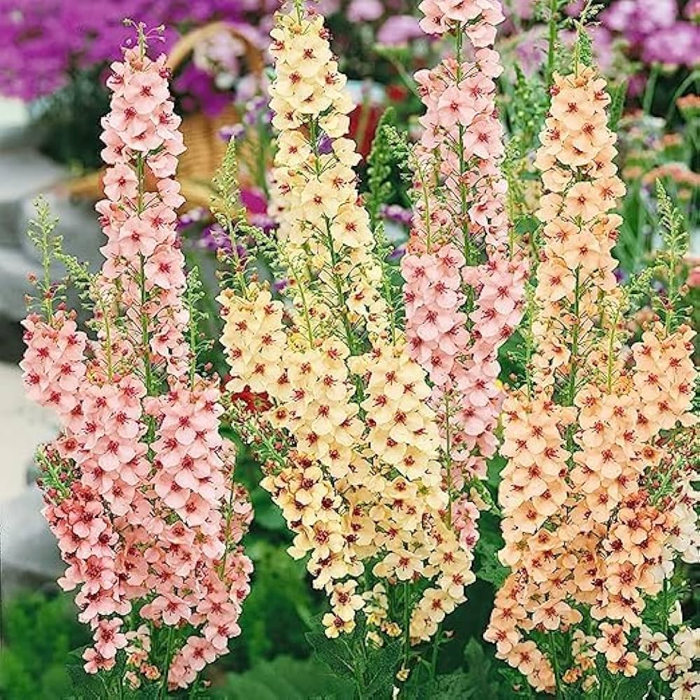 mixed mullein flower seeds