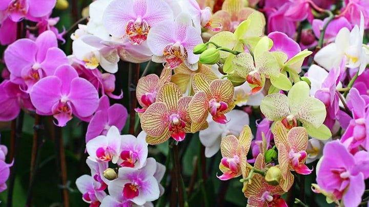Mixed Phalaenopsis Orchid Flower Seeds for Planting – Heirloom, Non-GMO, High Germination Organic Orchid Seeds