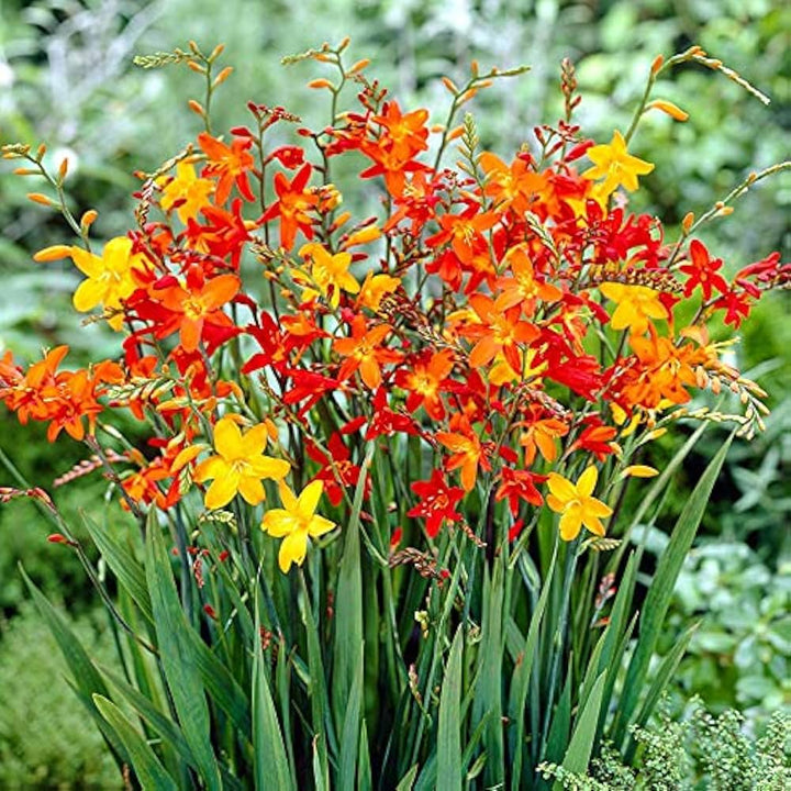 Crocosmia blomsterfrø til plantning 100 stk