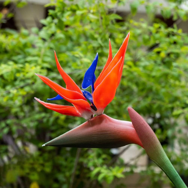 Red Strelitzia Reginae Flower Seeds for Planting – Heirloom, Non-GMO, High Germination Exotic Tropical Garden Seeds