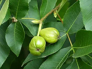 Shagbark Hickory (Carya Ovata) Fruit Seeds for Planting – Hardy and Reliable, Exotic Fruits for Your Backyard Orchid