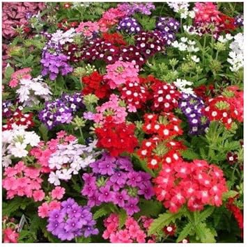 Flower Seeds, Seeds for Planting, Plant Seeds