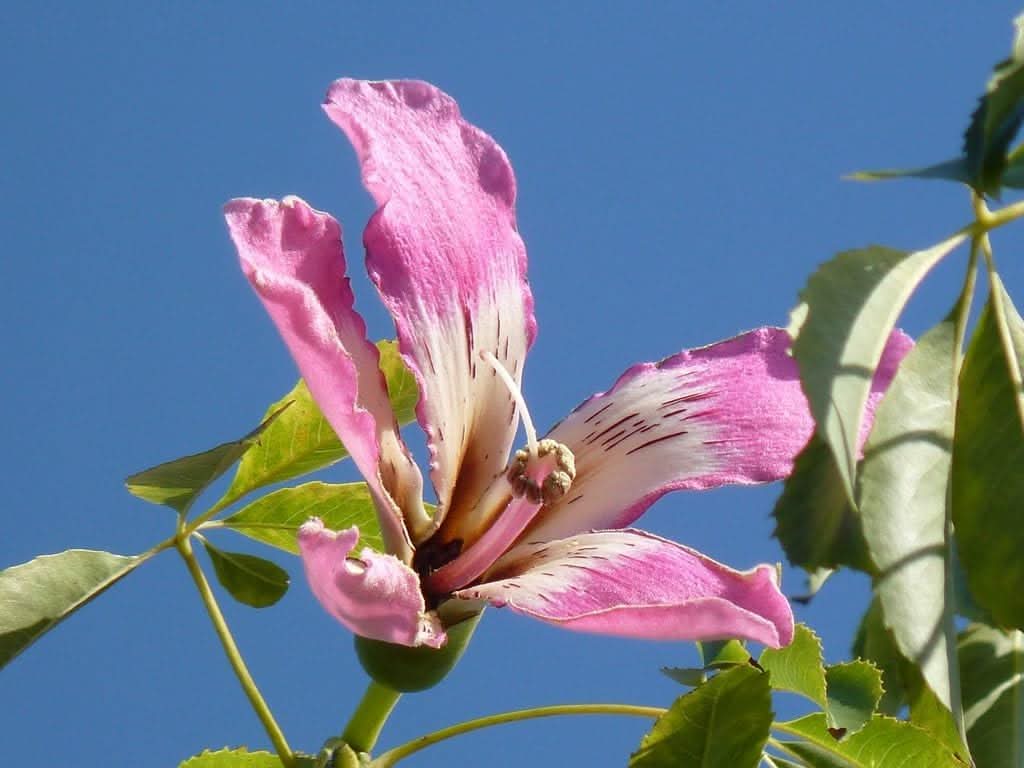 chorisia speciosa flower seeds