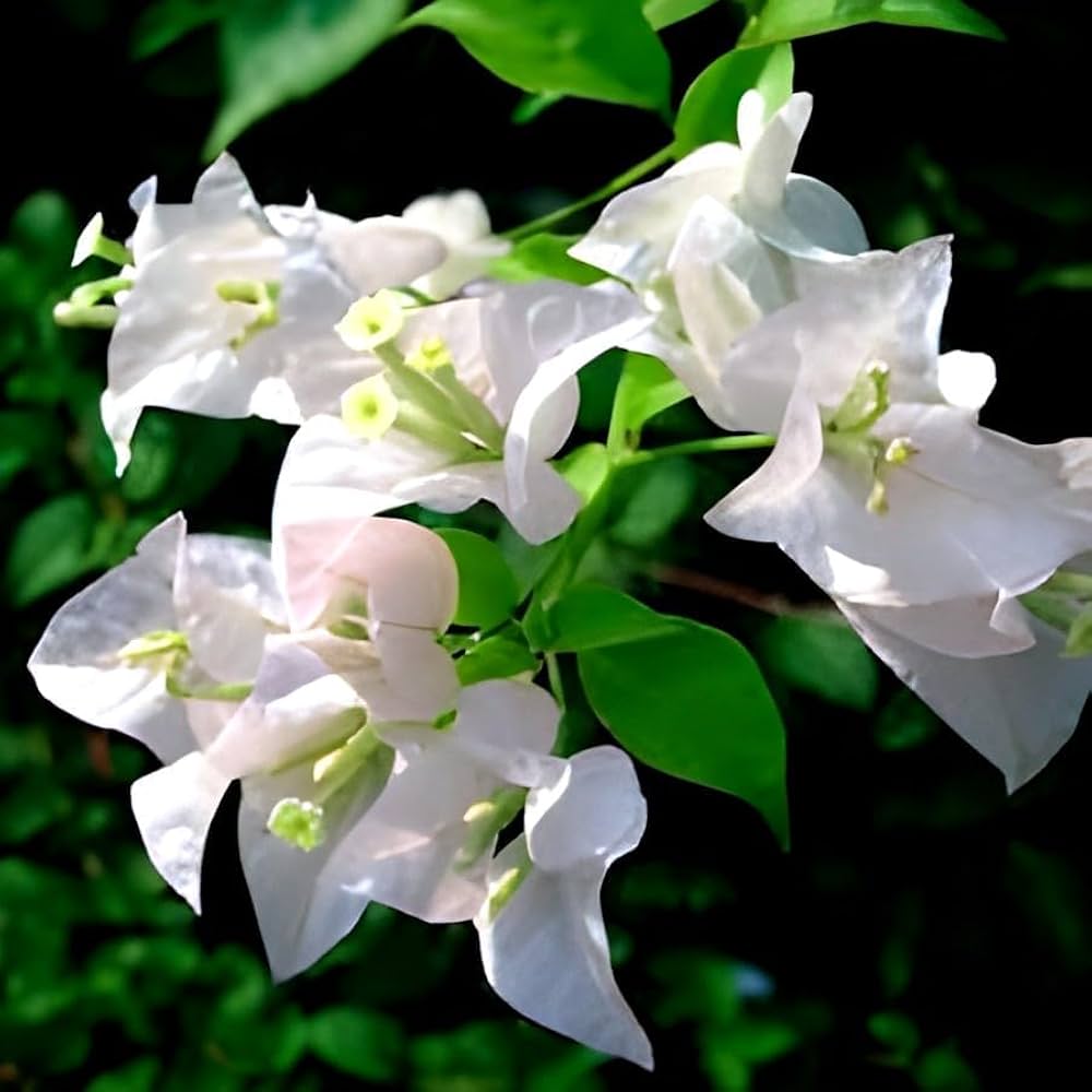 bougainvillea bougainvillea flower seeds