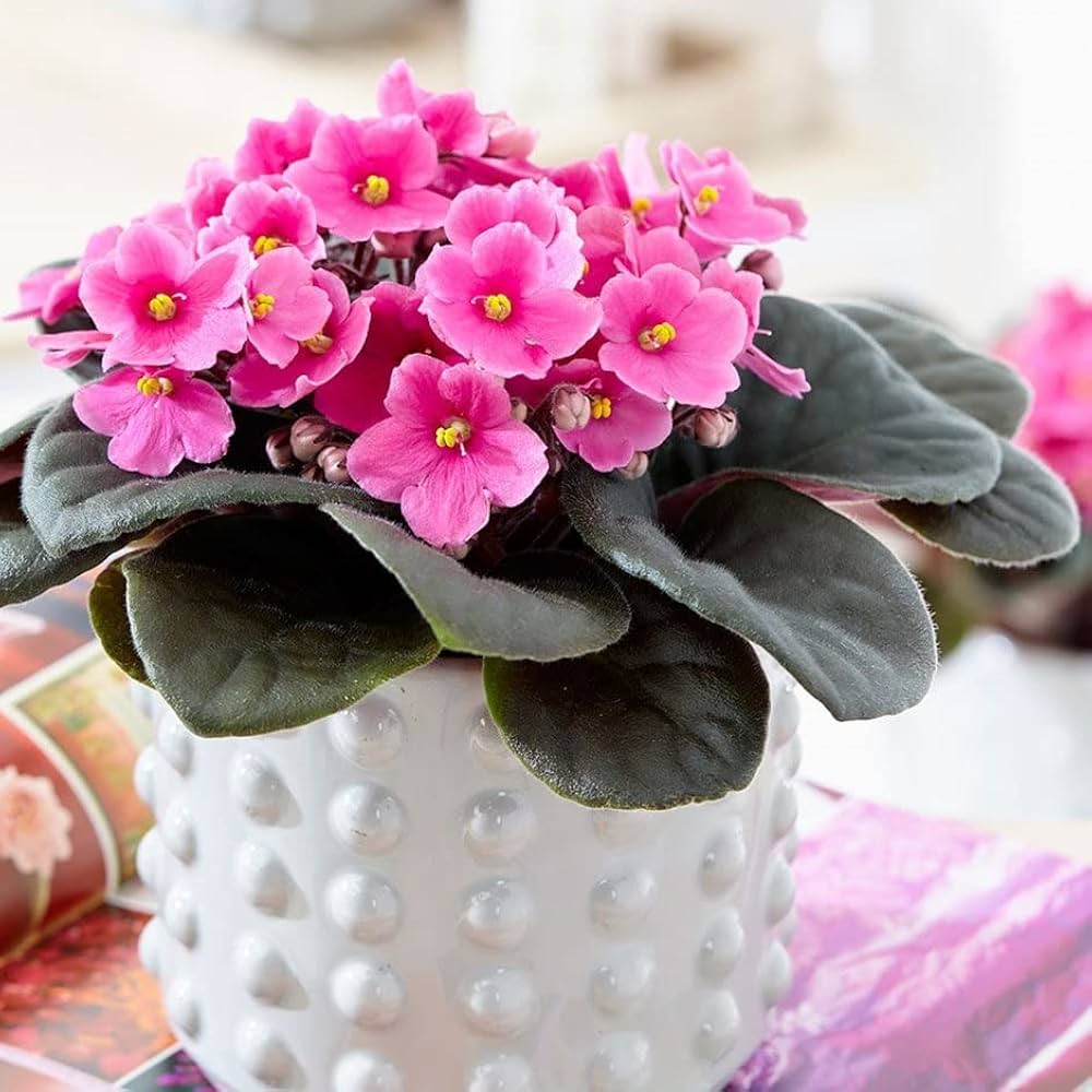 pink white flower seeds