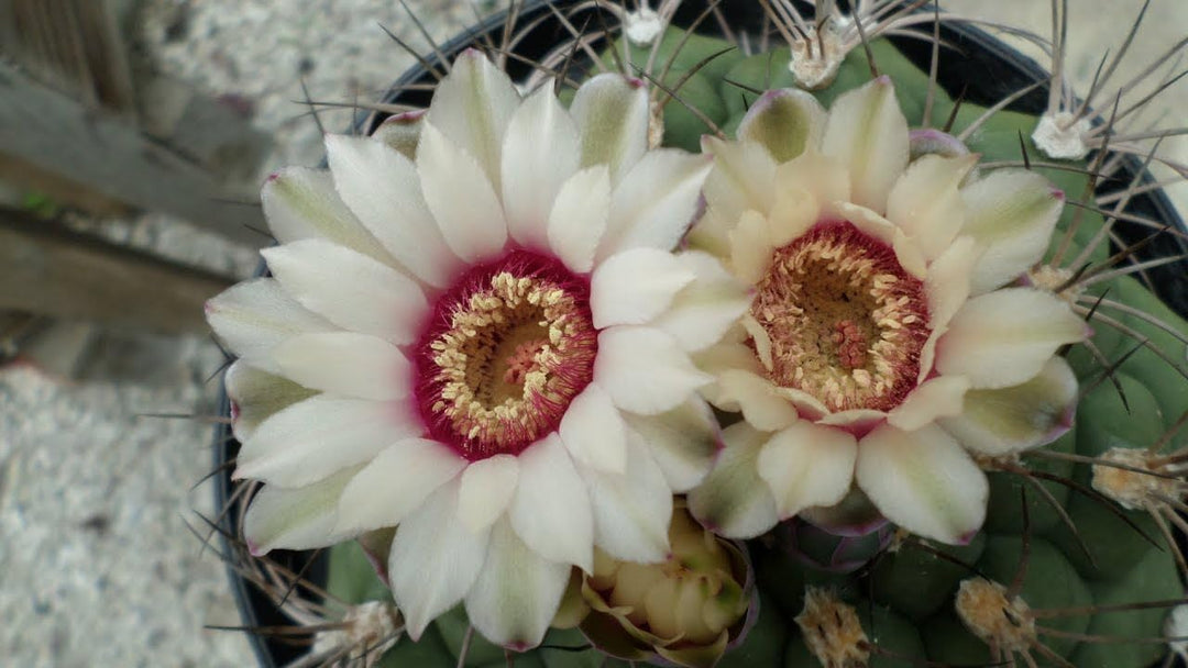 gymnocalycium flower flower seeds