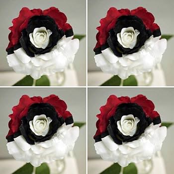 Splendid Rare Red, White, and Black Rose Flower Seeds for Planting – Unique, Non-GMO Seeds