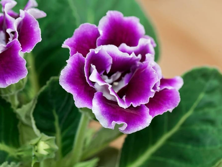 Gloxinia Blomsterfrø til Plantning, Violet, 100 stk