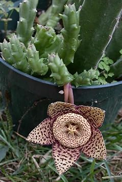 Flower Seeds, Seeds for Planting, Plant Seeds