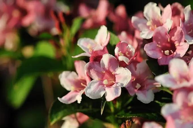 pink kolkwitzia flower seeds