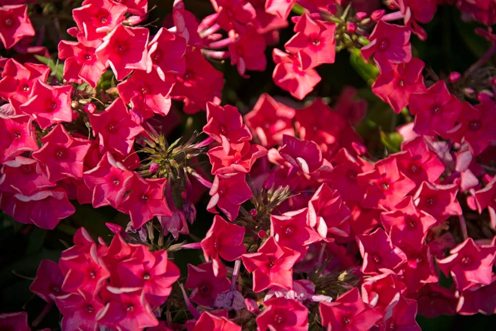 red phlox flower seeds