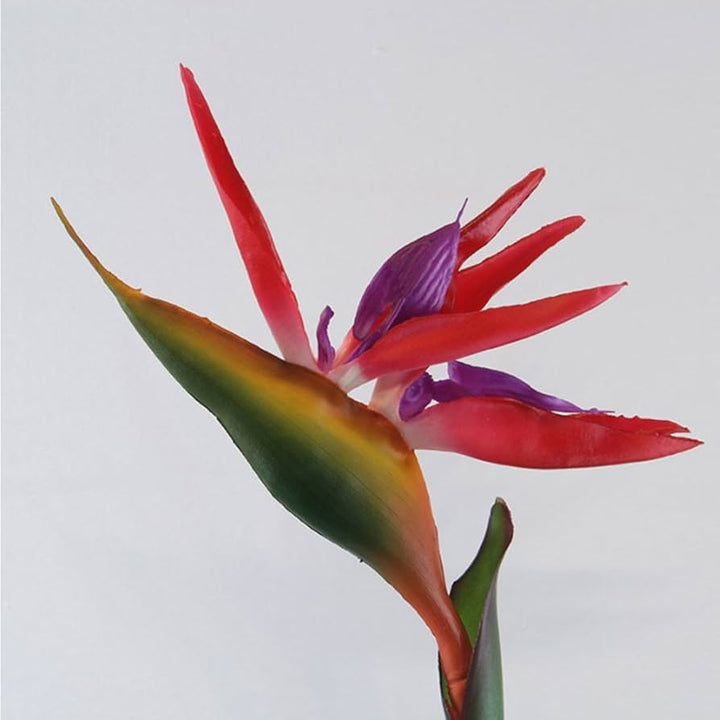 Heirloom Non-GMO Red Strelitzia Reginae Flower Seeds for Planting – Exotic Bird of Paradise, High Germination